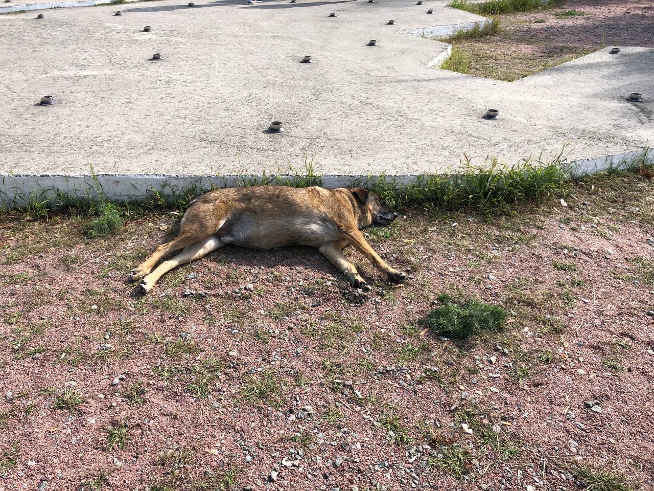 Все, що потрібно знати про екскурсію в Чорнобильську зону. Фото: VG Львів