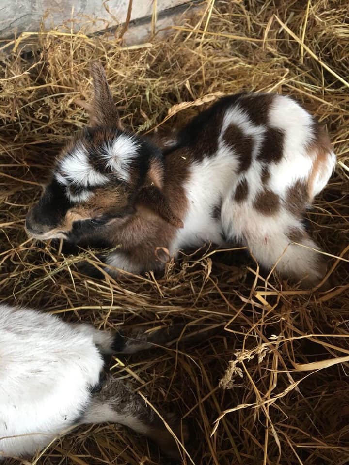 Камерунське козеня. Фото: еко-центр