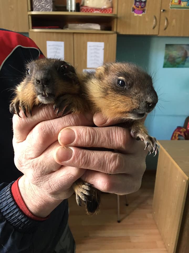 Двоє маленьких бабаченят. Фото: еко-центр