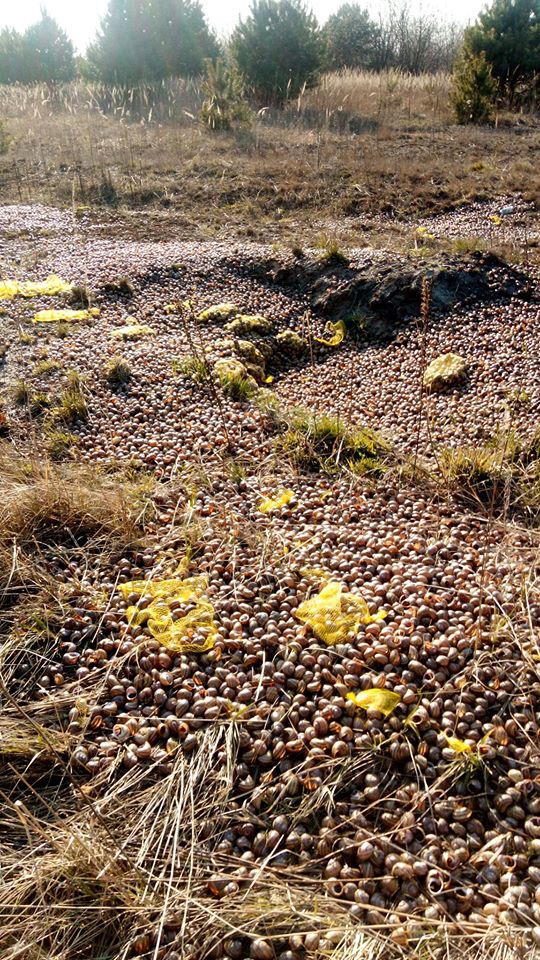 Стихійне кладовище равликів. Фото: Мирон Мирослав