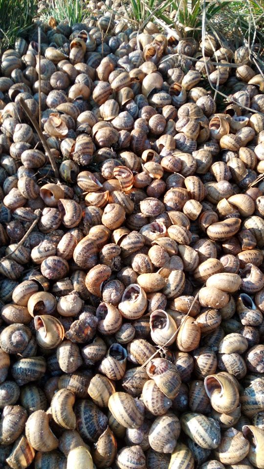 Стихійне кладовище равликів. Фото: Мирон Мирослав