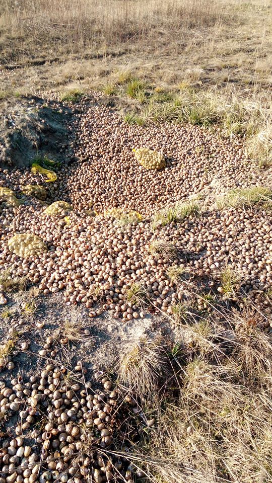 Стихійне кладовище равликів. Фото: Мирон Мирослав