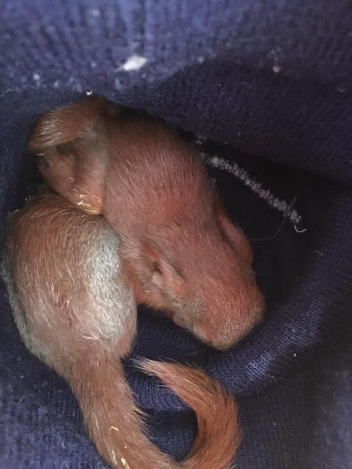 Врятовані білченята. Фото: Домівка врятованих тварин