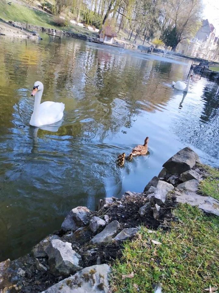 Поповнення у Стрийському парку. Фото: Львів. Містобудування