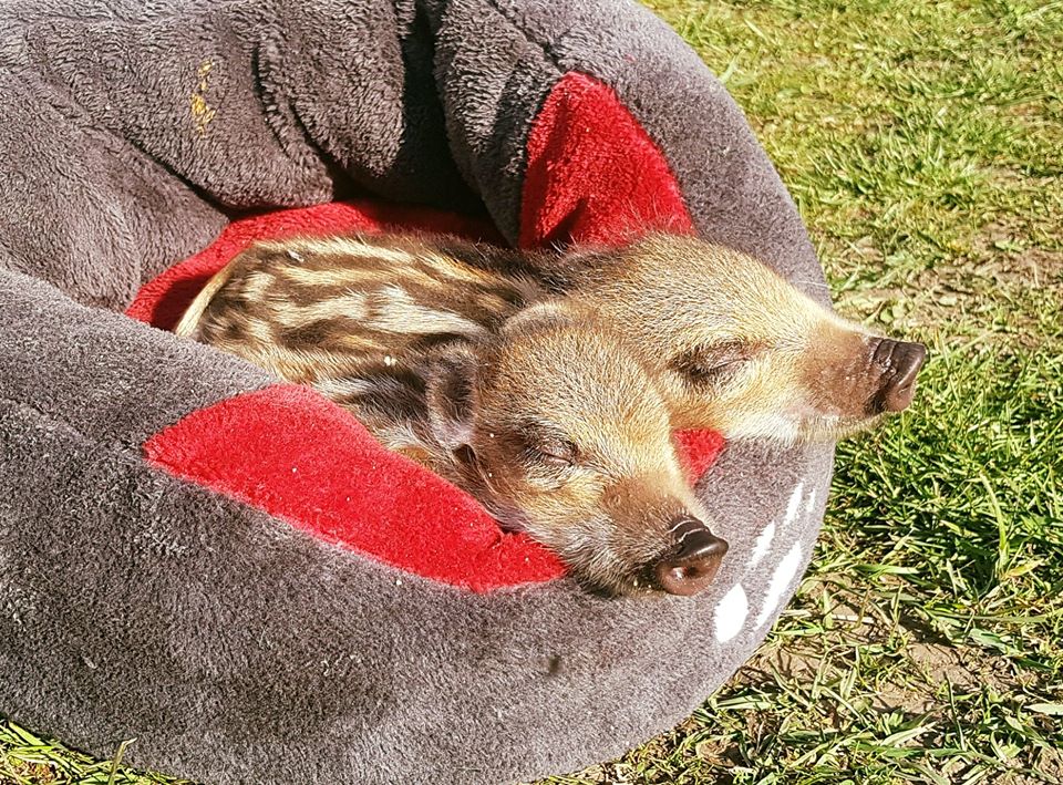 Кабанчики. Фото: Скрабова гора у Фейсбук