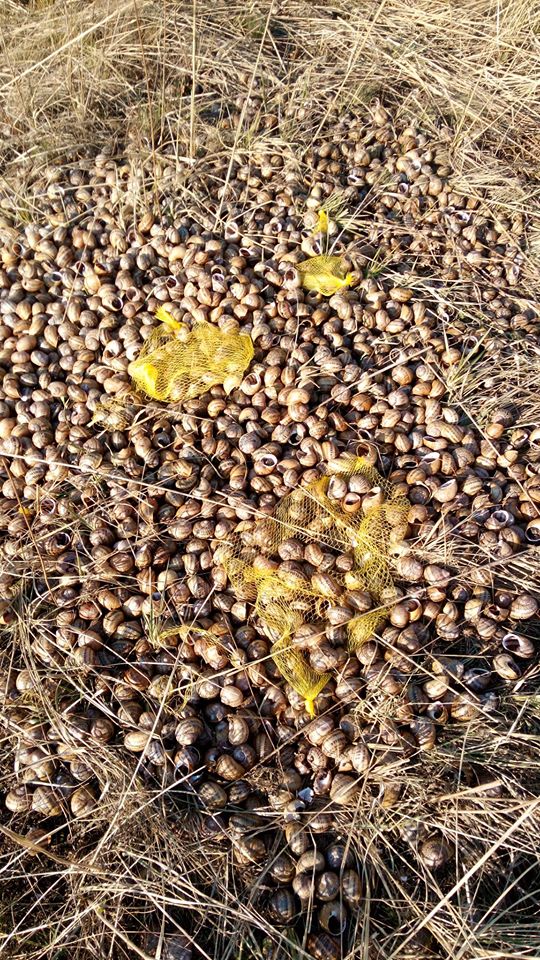 Стихійне кладовище равликів. Фото: Мирон Мирослав