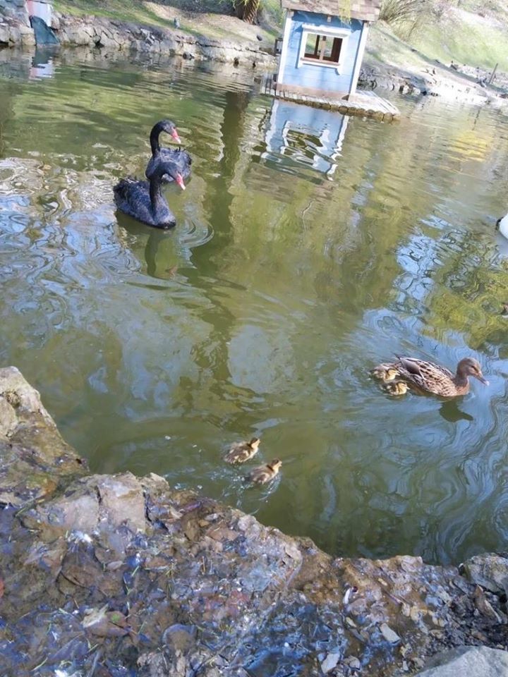 Поповнення у Стрийському парку. Фото: Львів. Містобудування