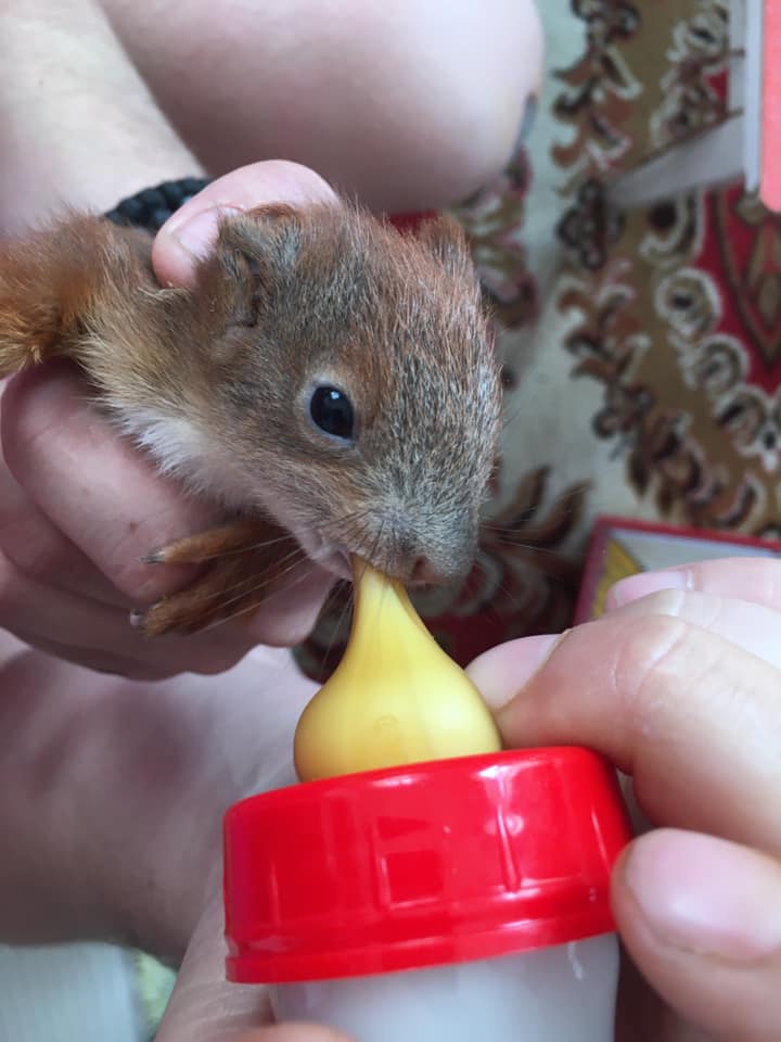 Врятовані білченята. Фото: Домівка врятованих тварин