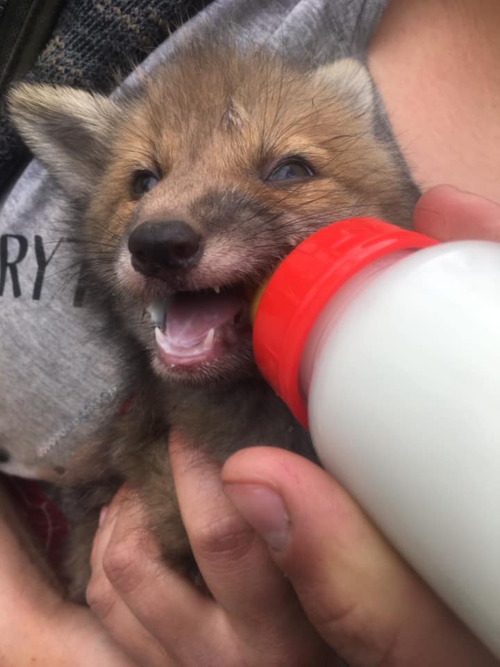 Лисеня годують сумішшю. Фото: Орест Залипський