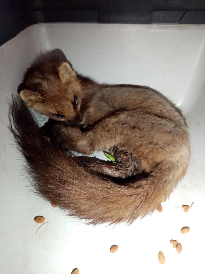 Маленька куниця з перебитою лапкою. Фото: Орест Залипський