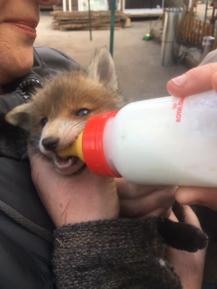 Лисеня годують сумішшю. Фото: Орест Залипський