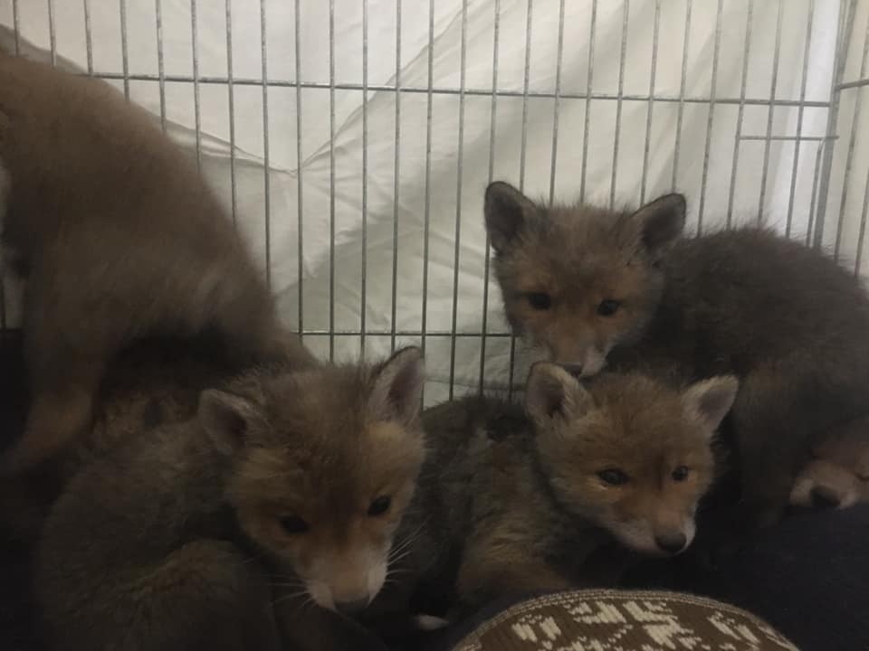 Врятовані лисенята. Фото: Орест Залипський