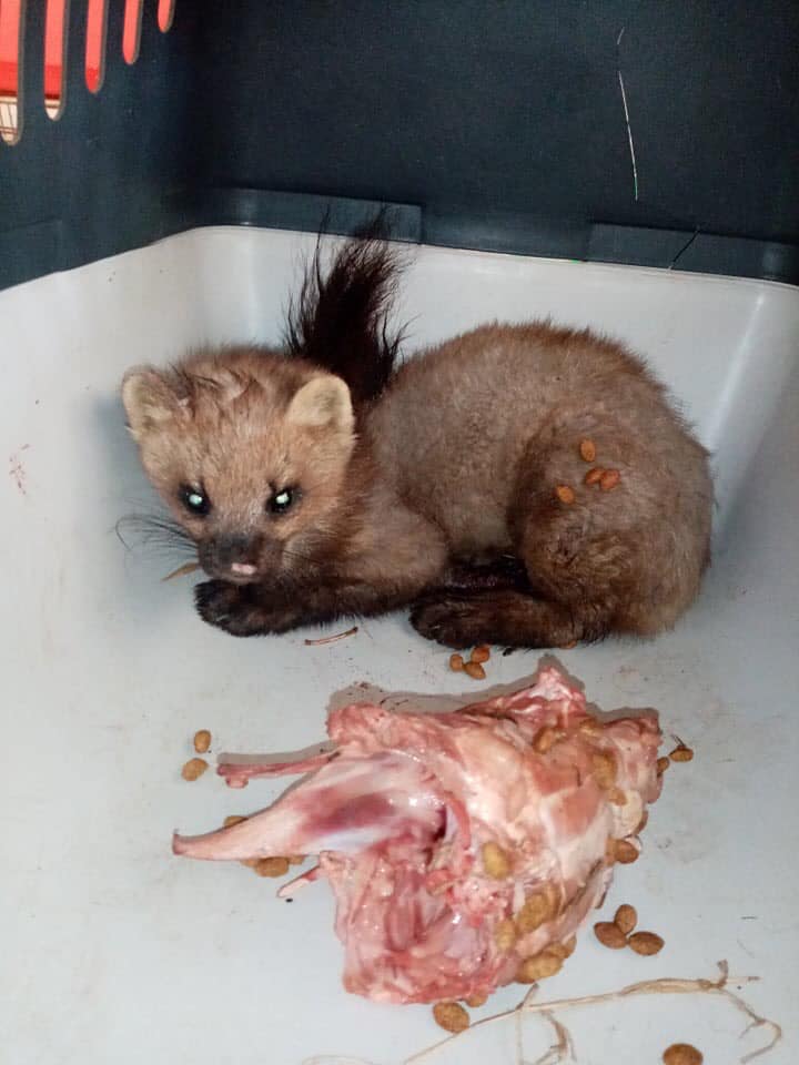 Годують врятовану куницю. Фото: Орест Залипський