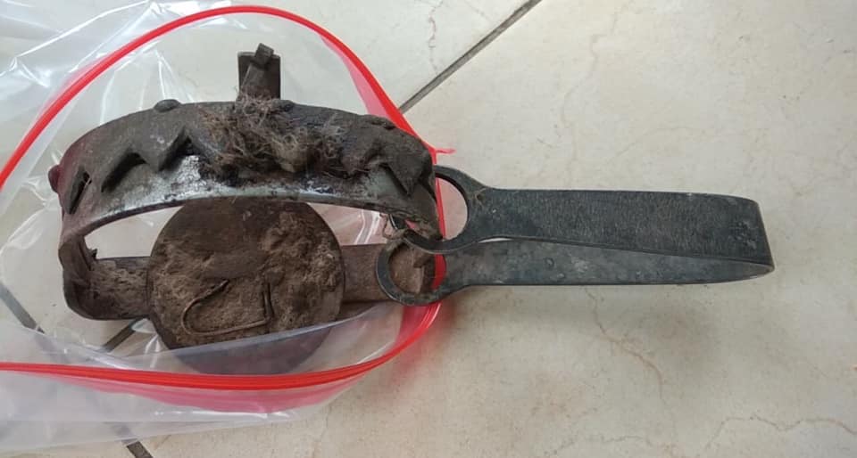 Капкан, який травмував куницю. Фото: Орест Залипський