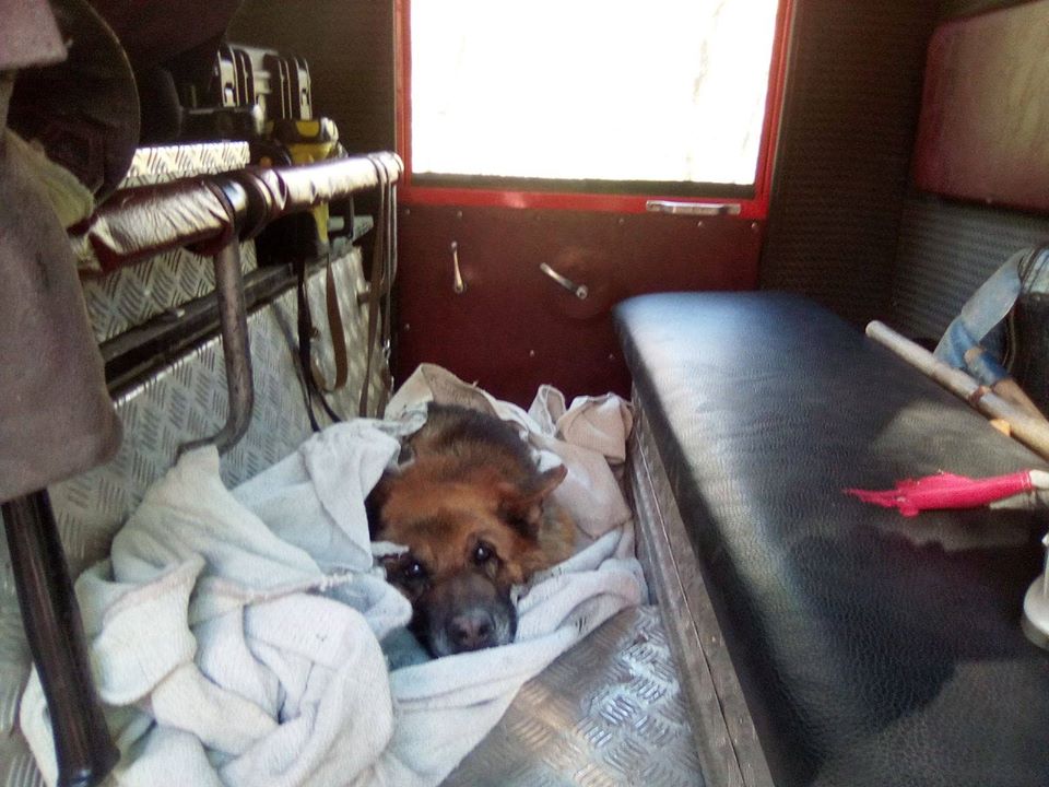 На Львівщині від смерті врятували загрузлого в болоті собаку