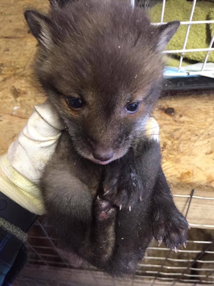 Врятоване лисеня.