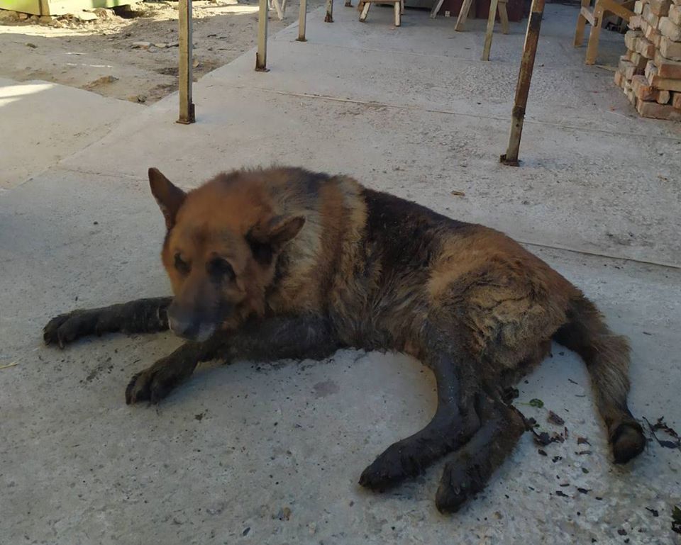 На Львівщині від смерті врятували загрузлого в болоті собаку
