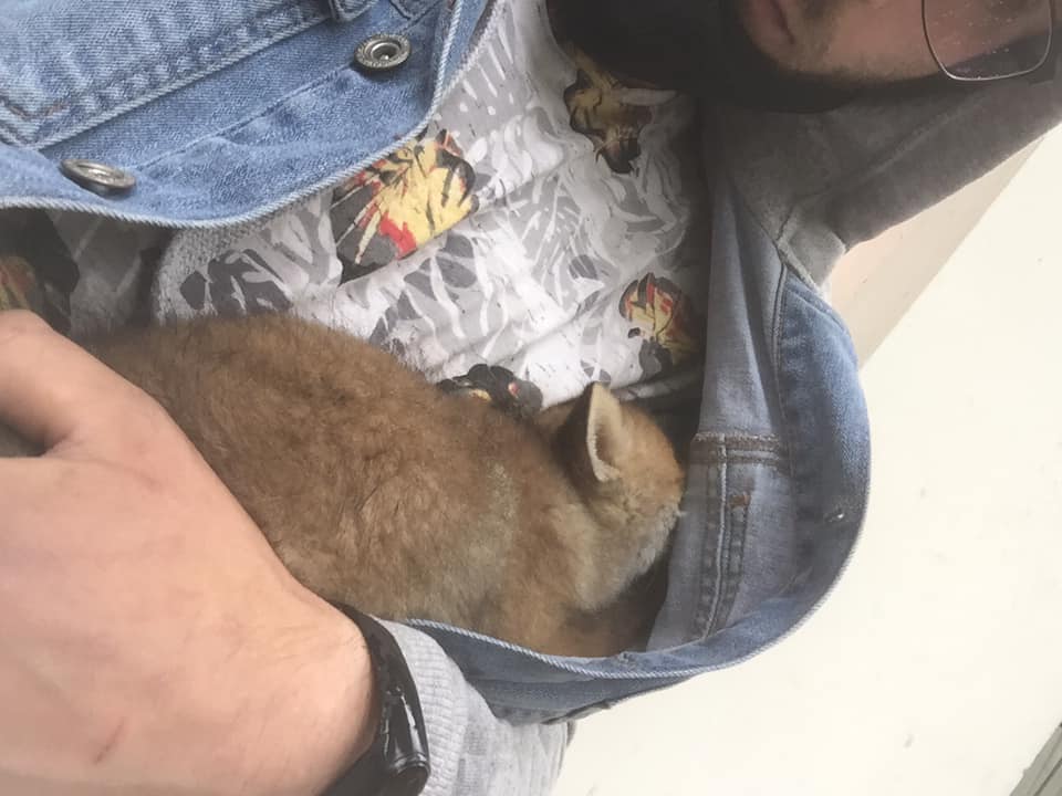 Врятована лисиця. Фото: Орест Залипський