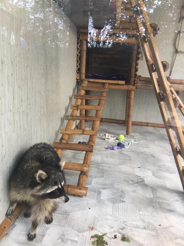 Єнот в новій оселі. Фото: Орест Залипський