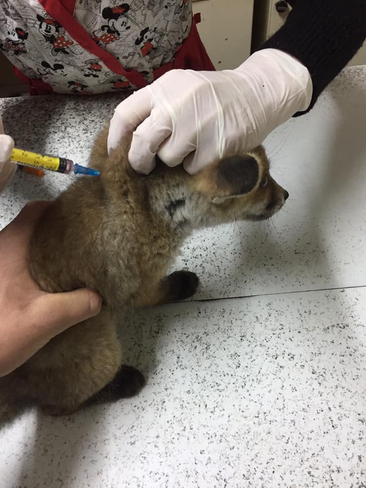 Врятована лисиця. Фото: Орест Залипський