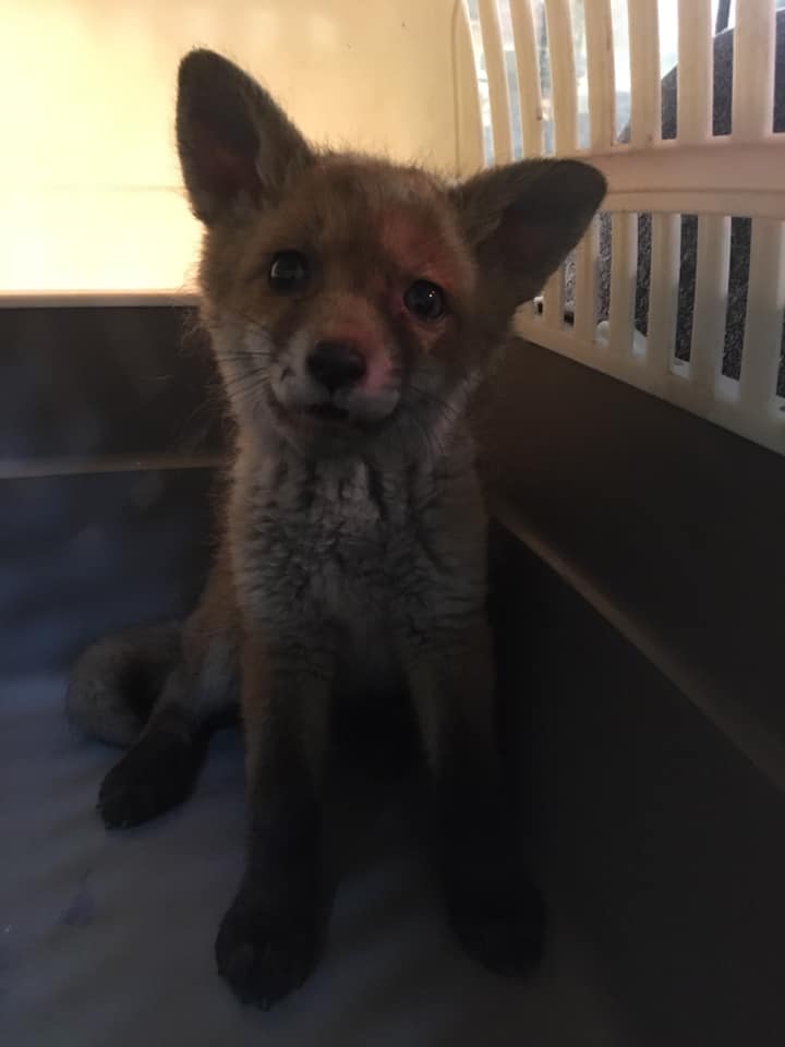 Врятована лисиця. Фото: Орест Залипський