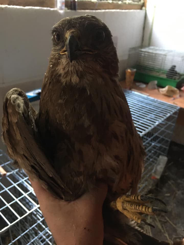 Поранений канюк. Фото: Орест Залипський