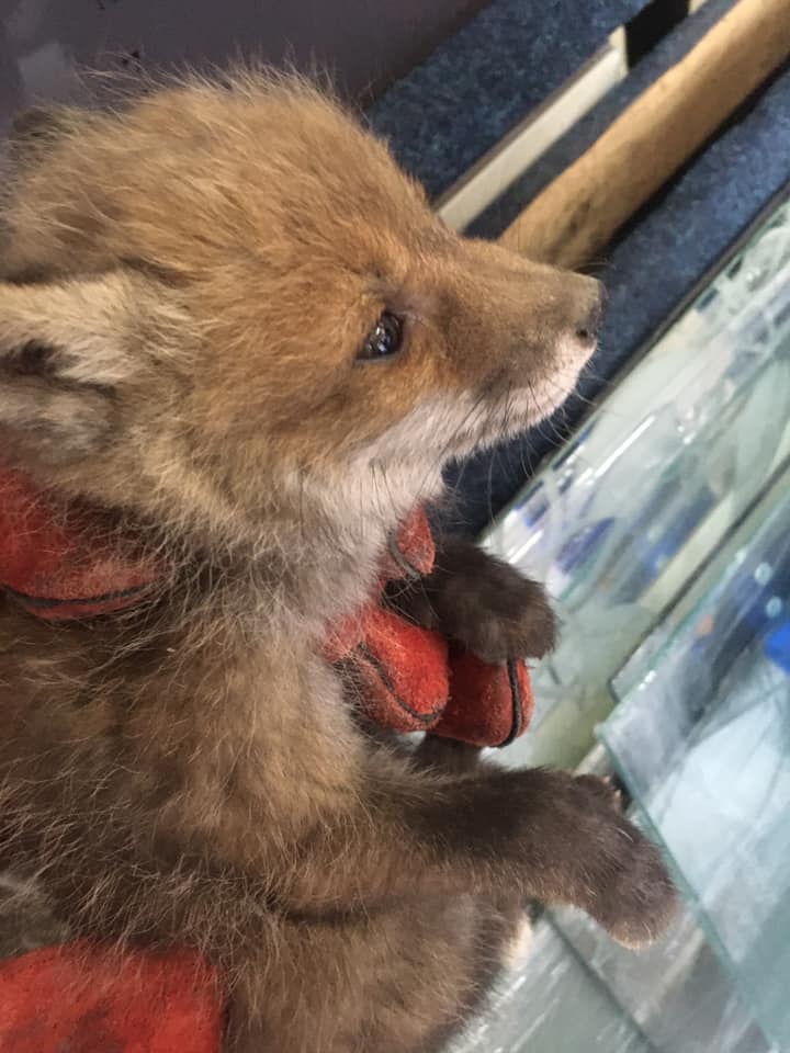 Налякане лисеня. Фото: Орест Залипський