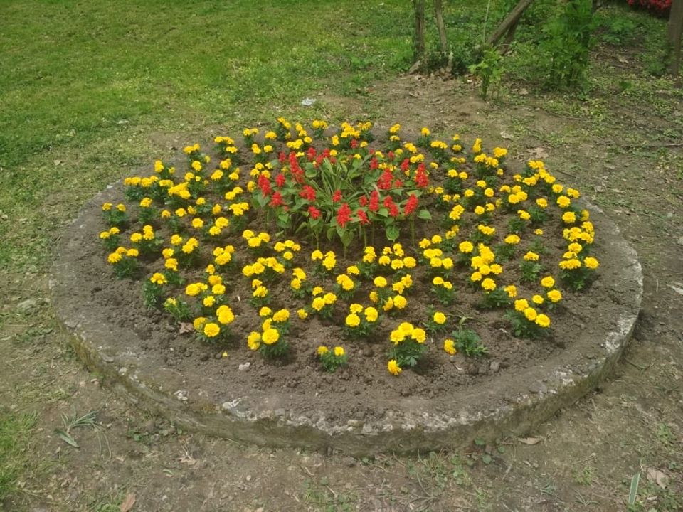 Стрийський парк розквіт сотнями барвистих сальвій і бегоній. Фото: Львів. Містобудування