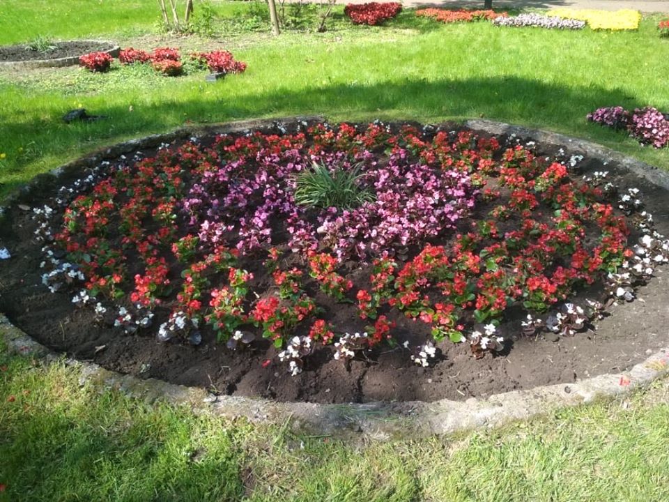 Стрийський парк розквіт сотнями барвистих сальвій і бегоній. Фото: Львів. Містобудування