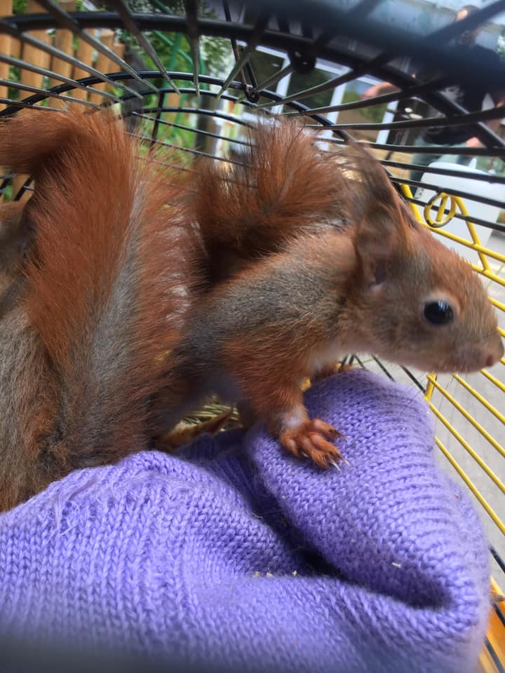 Новоприбулі білки. Фото: Орест Залипський