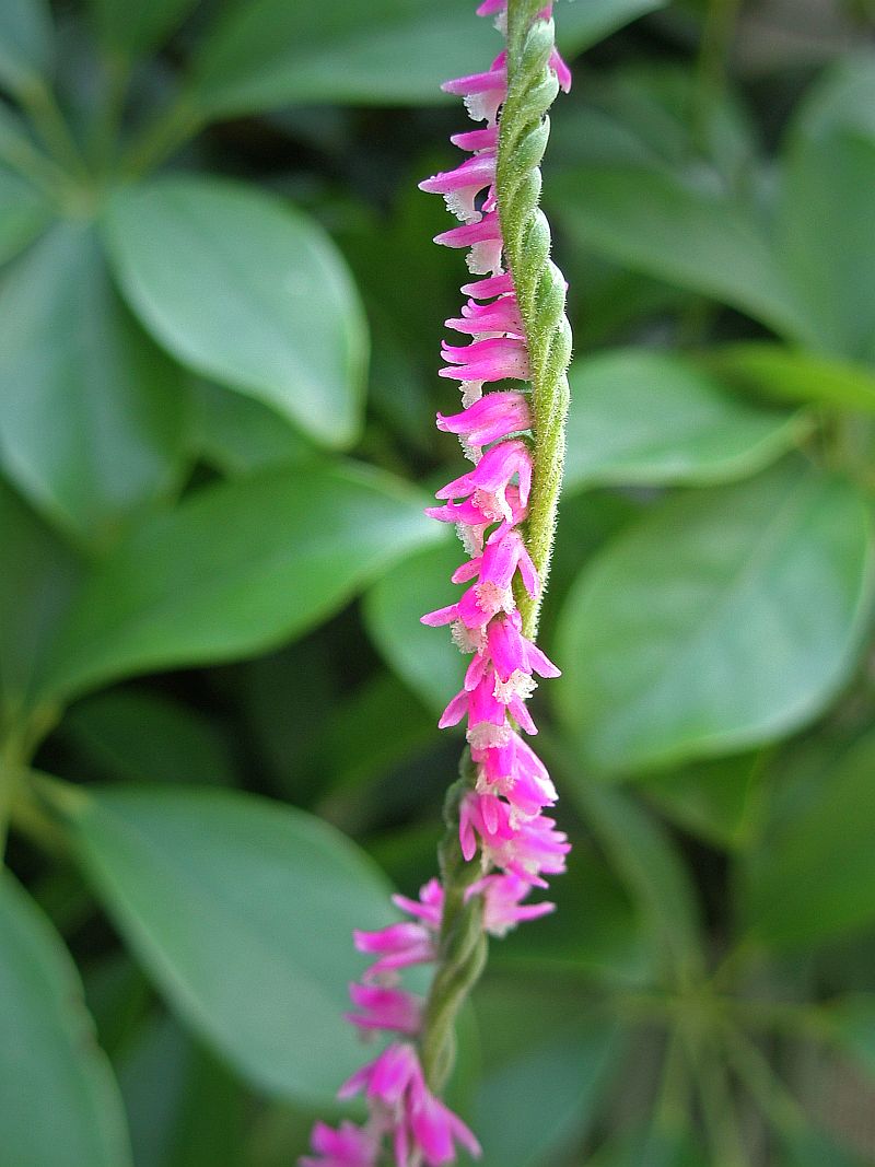 Скрученик приємний. Фото: Вікіпедія