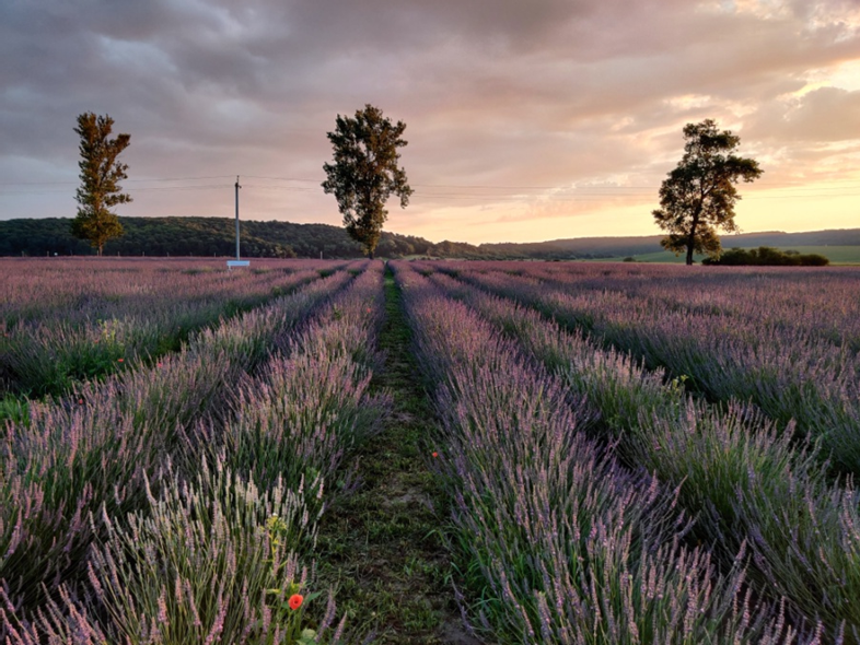 Біля Львова квітне лавандове поле. Фото: Львівська облдержадміністрація