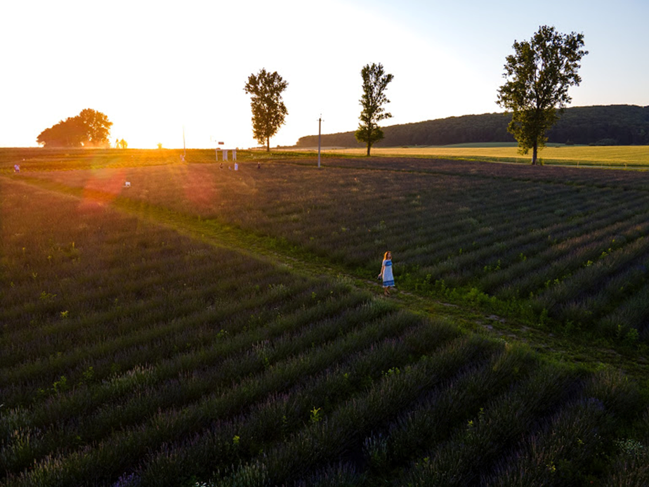 Біля Львова квітне лавандове поле. Фото: Львівська облдержадміністрація