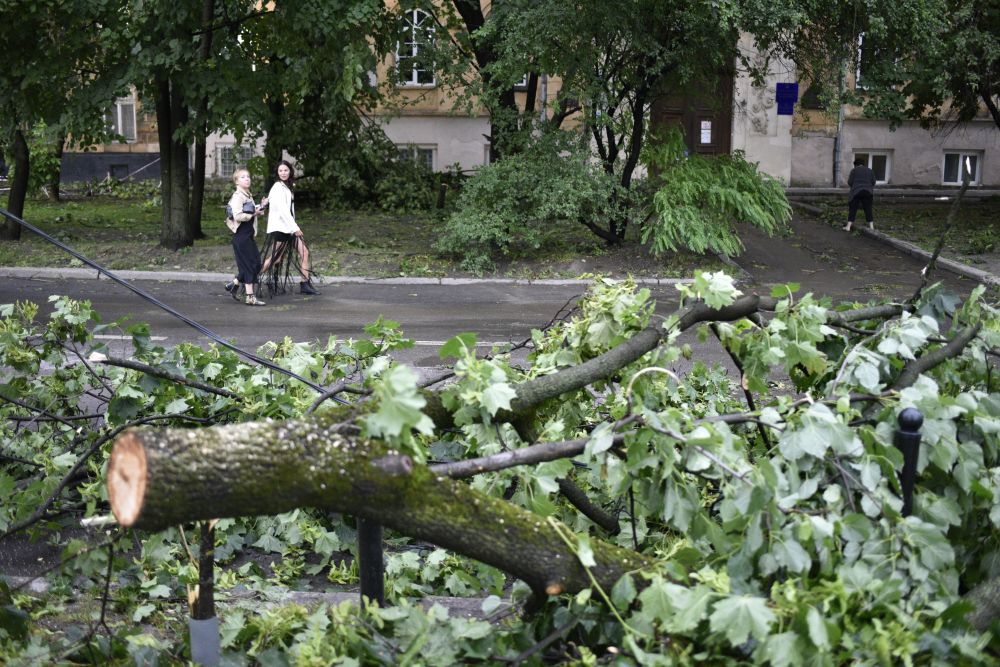 Сильний вітер повалив у Львові дві сотні дерев. Фото: Львівська міська рада