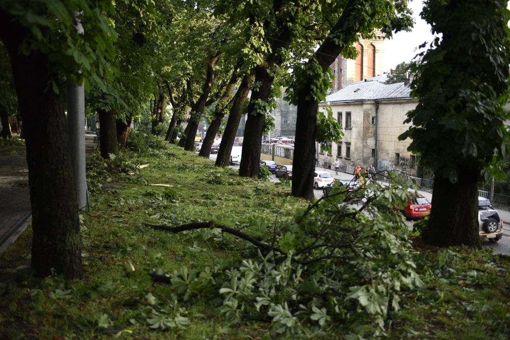 Сильний вітер повалив у Львові дві сотні дерев. Фото: Львівська міська рада