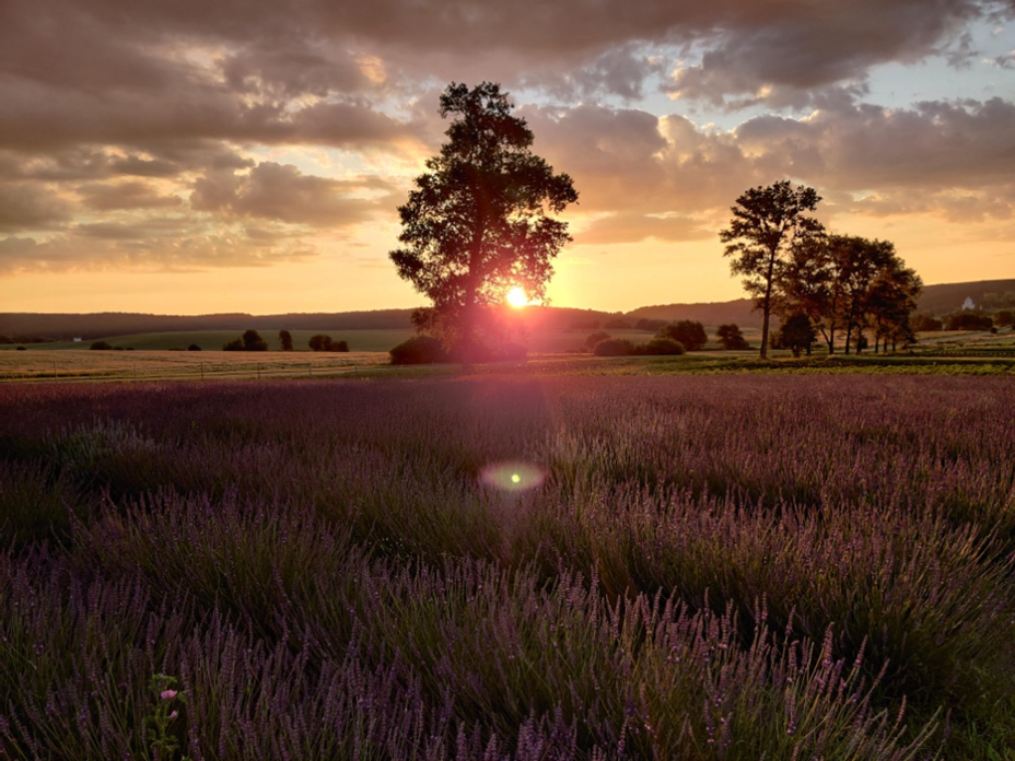 Біля Львова квітне лавандове поле. Фото: Львівська облдержадміністрація