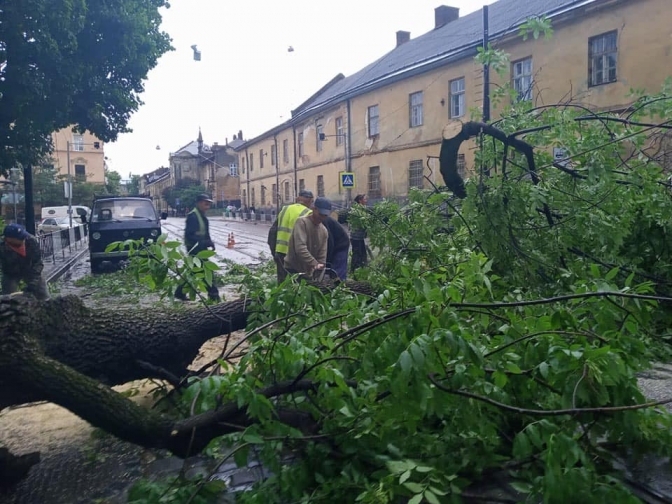 Повалені дерева. Фото: Христина Процак