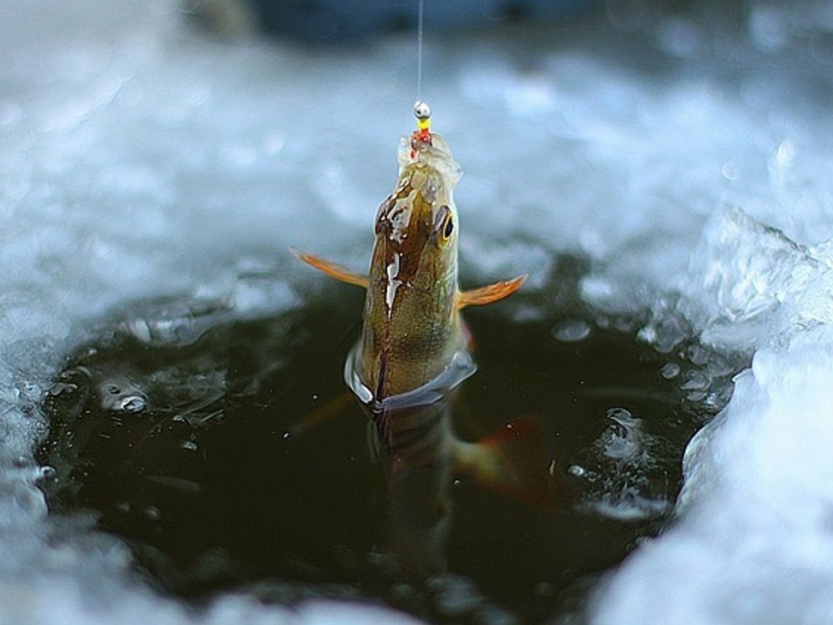 Зимова риболовля. Фото: 24tv.ua