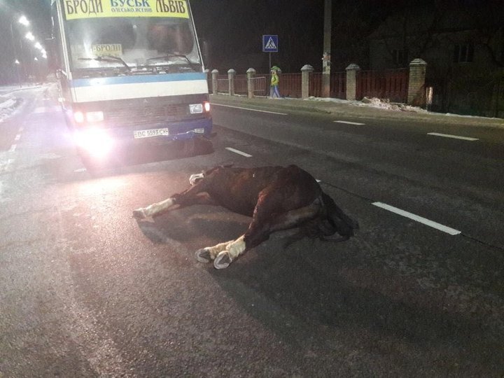На Львівщині маршрутка насмерть збила коня. Фото поліції