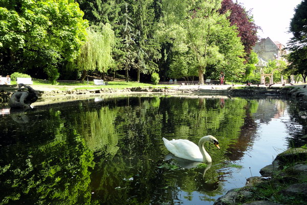 Лебеді в Стрийському парку. Фото: Про Львів