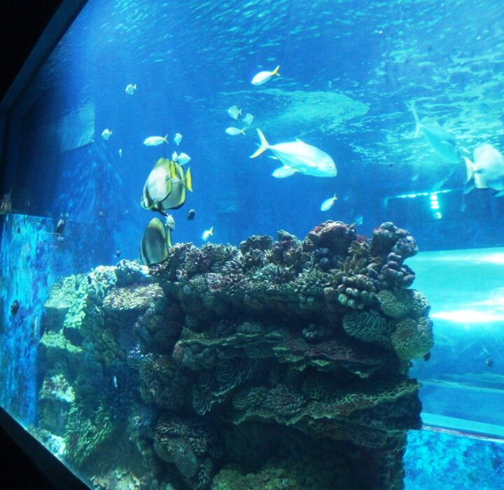 Акваріум з рибками. Фото: oceanarium.lviv.ua
