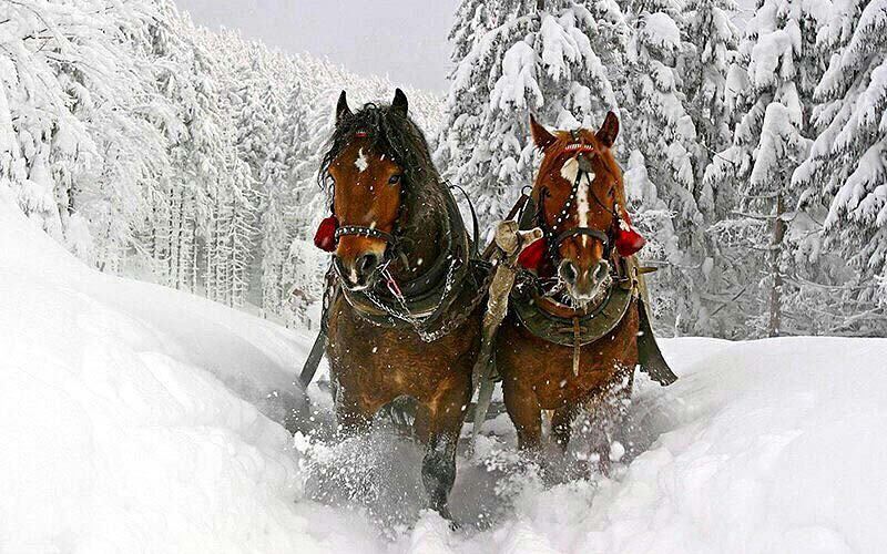 Катання на конях. Фото: karpaty.info