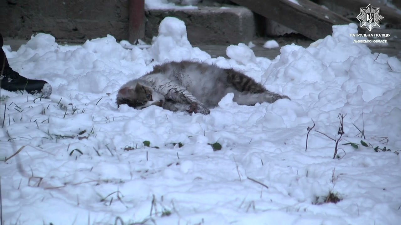 Львівська патрульна професійно надала першу допомогу кішці, яку її колега виніс із пожежі