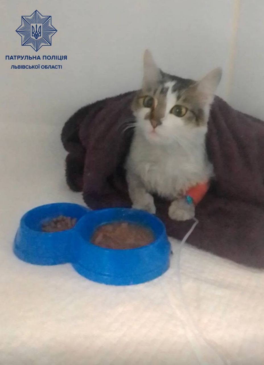 Львівська патрульна професійно надала першу допомогу кішці, яку її колега виніс із пожежі