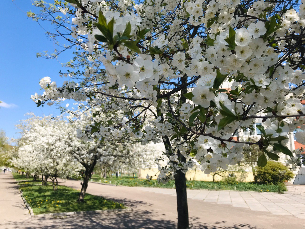 Львів розквіт. Фото: VG Львів