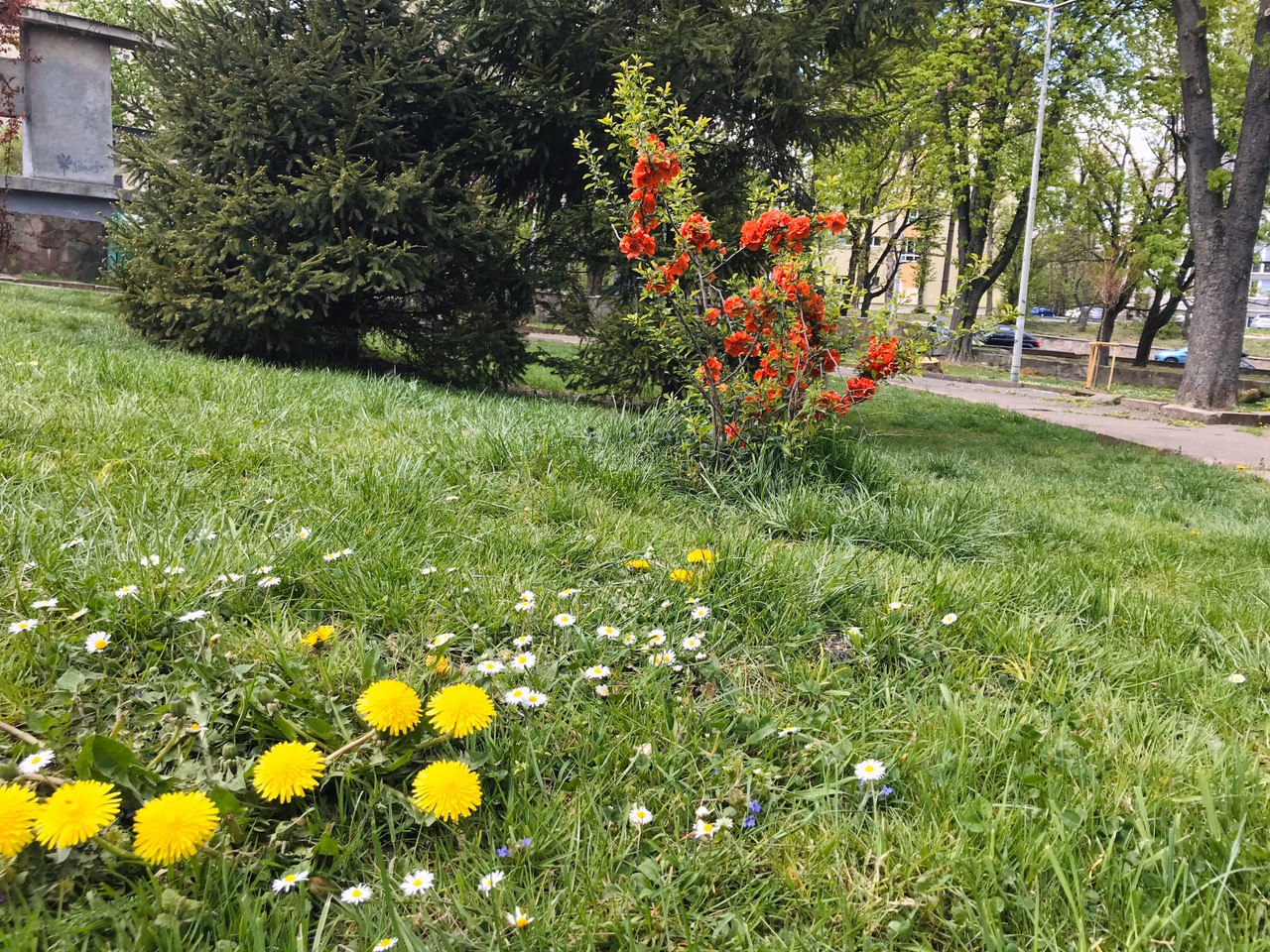 Львів розквіт. Фото: VG Львів