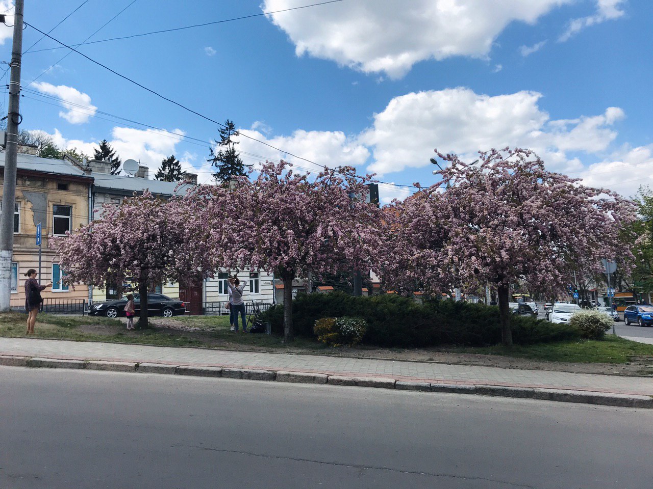 Сакури на Зеленій. Фото: VG Львів