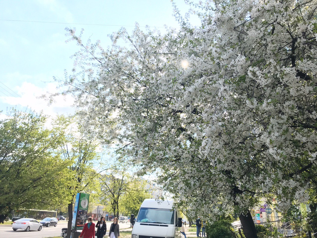 Львів розквіт. Фото: VG Львів