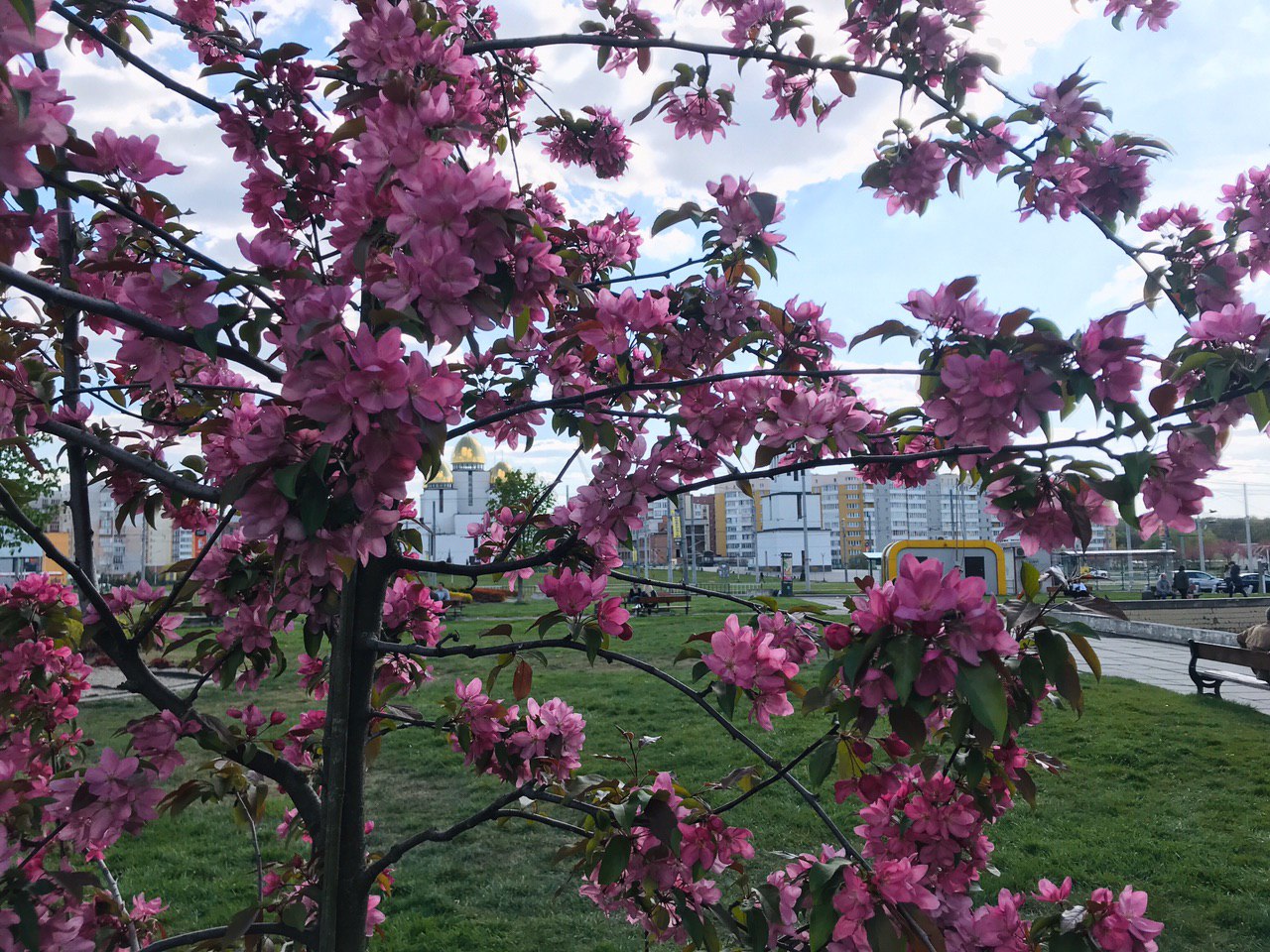 Сакури па площі перед центром Довженка. Фото: VG Львів