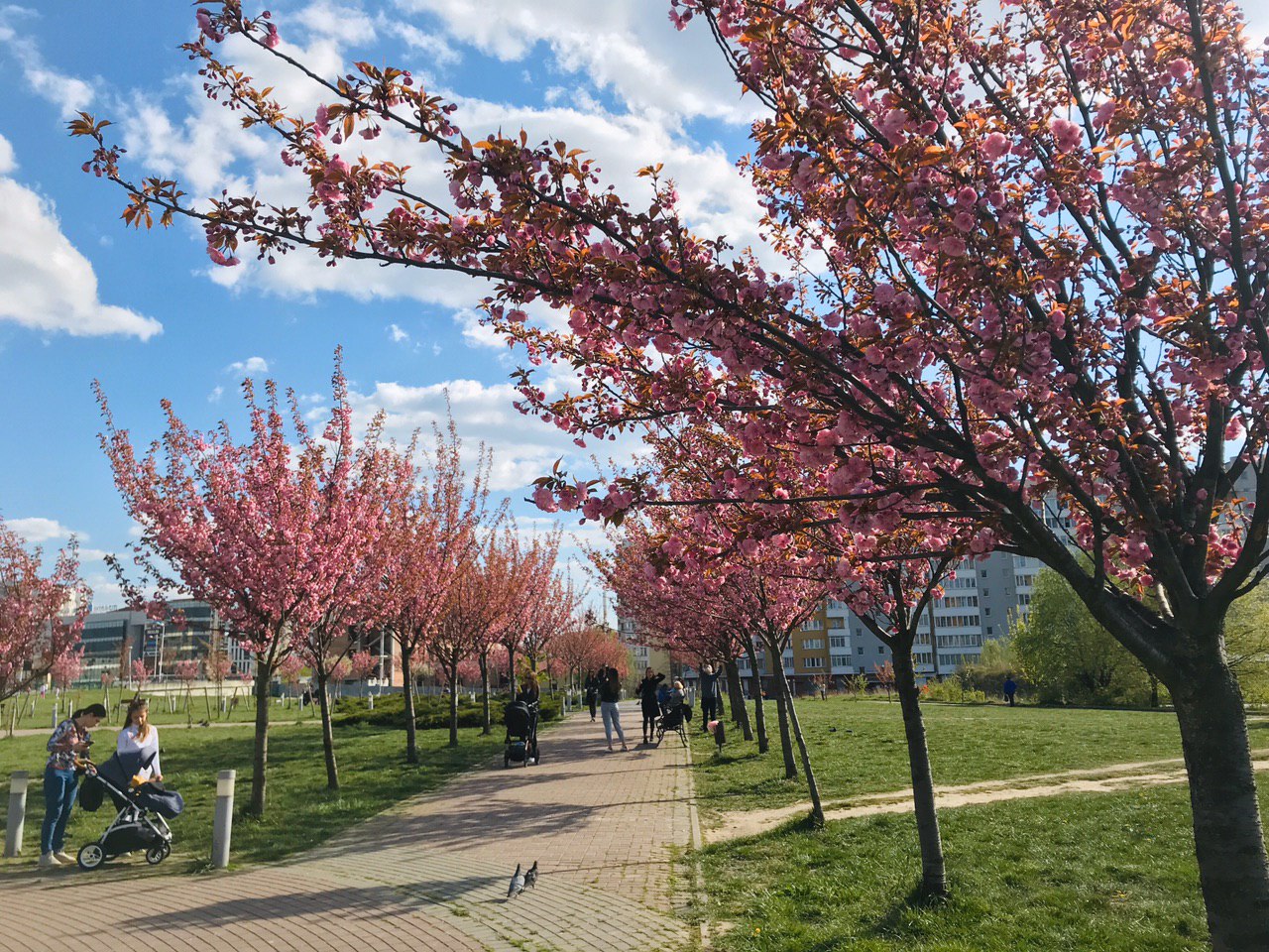 Сакури на Сихові. Фото: VG Львів